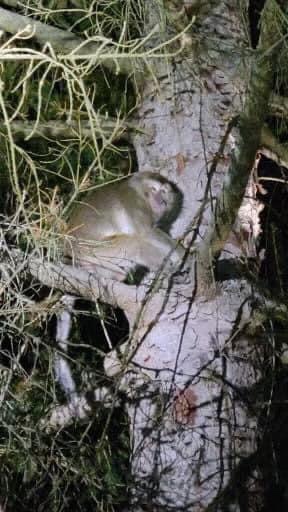 First responders told to watch for health issues after Danville monkey exposure; Clyde Lewis focuses radio show on situatiuon