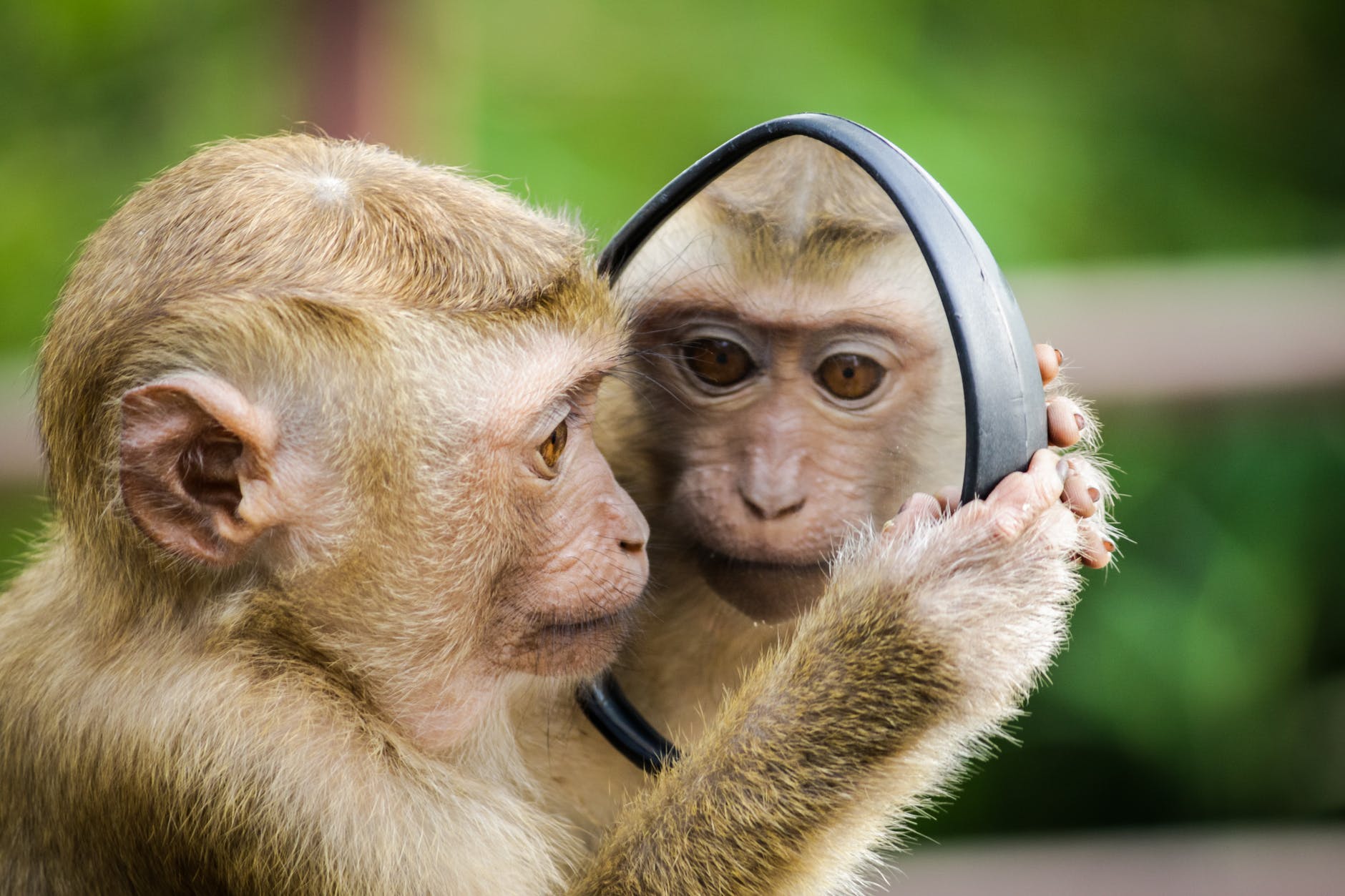 A POX ON YOUR HOUSE: Blame it on the monkeys