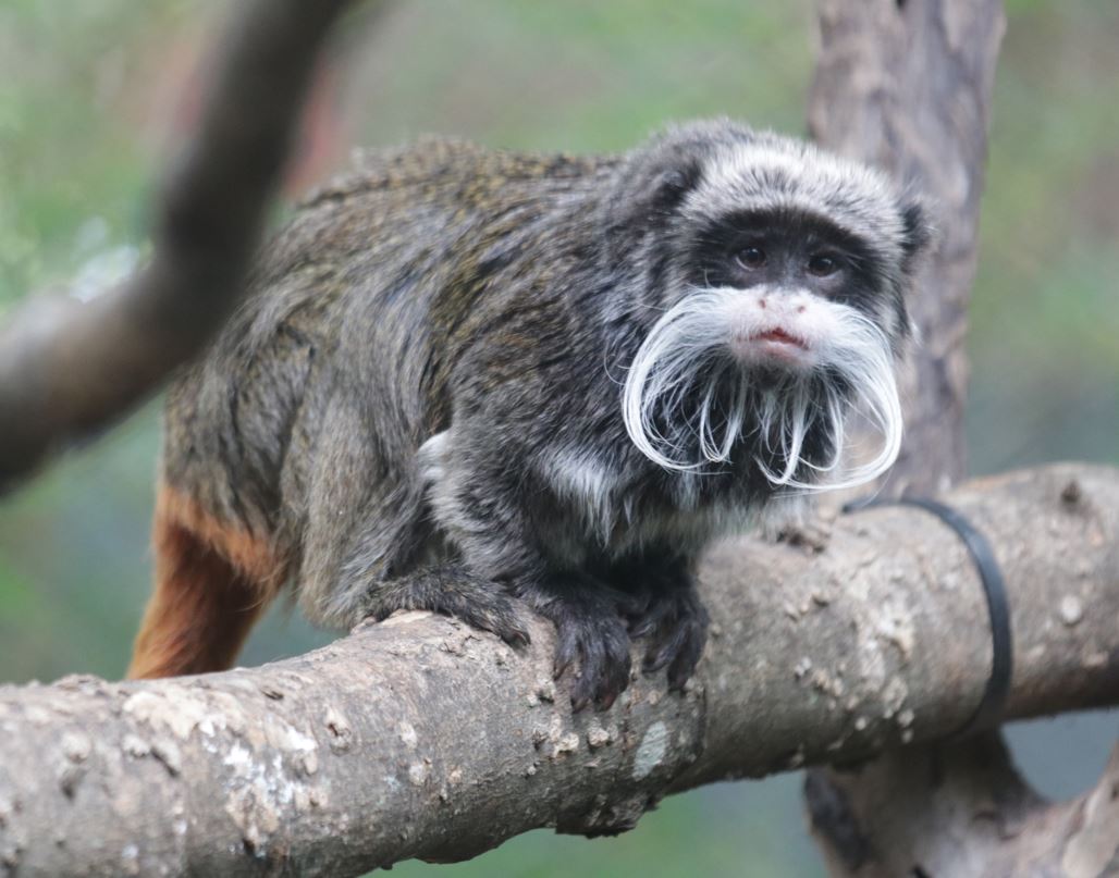 Dallas Zoo monkey business: Weird animal happenings in Texas