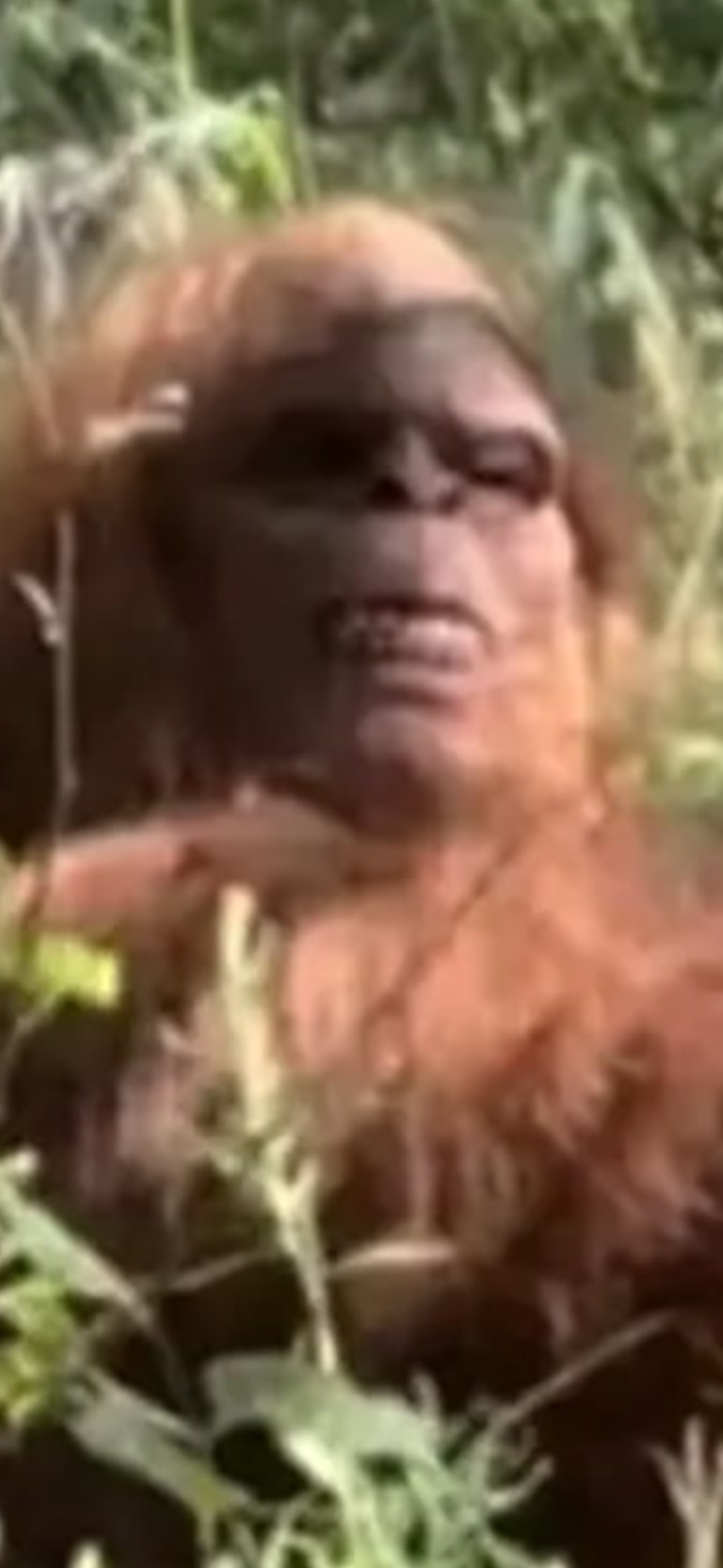 The return of the supposed Bigfoot