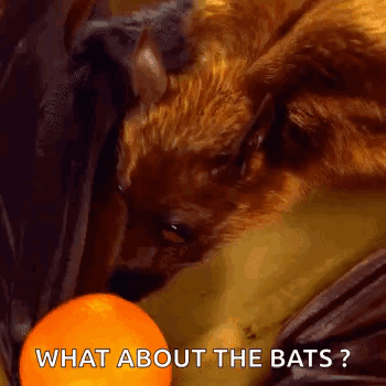 Can we please stop eating bats?