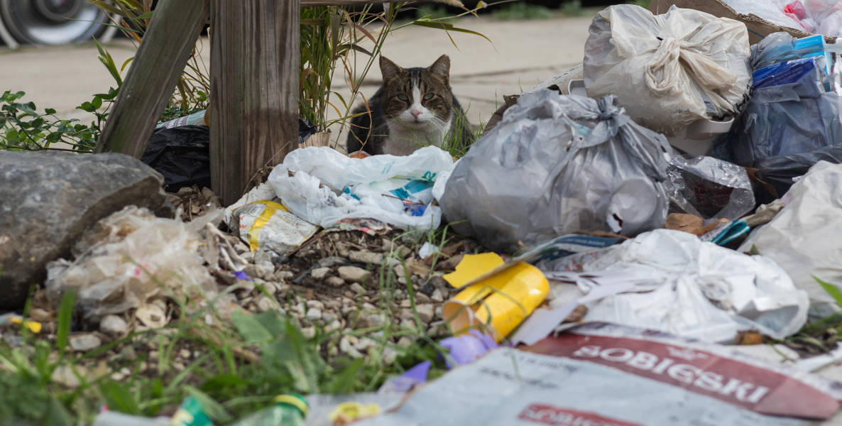 The city of brotherly love becomes the city of utterly garbage