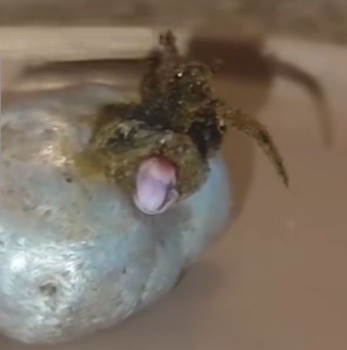 Audrey II’s tentacles expand in Panama